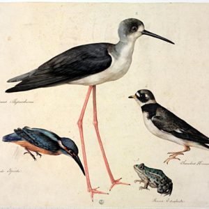 Charadrius Alejsandrinus by Jacopo Ligozzi