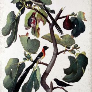 Ficus Carica by Jacopo Ligozzi