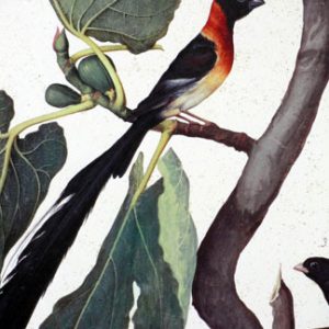 Ficus Carica by Jacopo Ligozzi