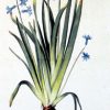 Hyacinthus Orientalis by Jacopo Ligozzi