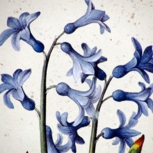 Hyacinthus Orientalis by Jacopo Ligozzi