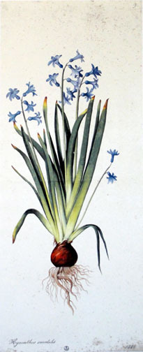 Hyacinthus Orientalis by Jacopo Ligozzi