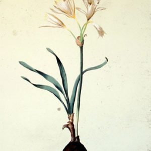 Pancratium Maritimum by Jacopo Ligozzi