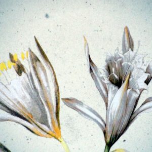 Pancratium Maritimum by Jacopo Ligozzi