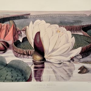 Victoria Regia by Walter Hood Fitch