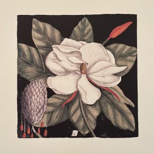 Magnolia by Mark Catesby