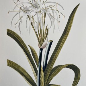 Plantae Selectae - Illustrated by Georg Dionysius Ehert